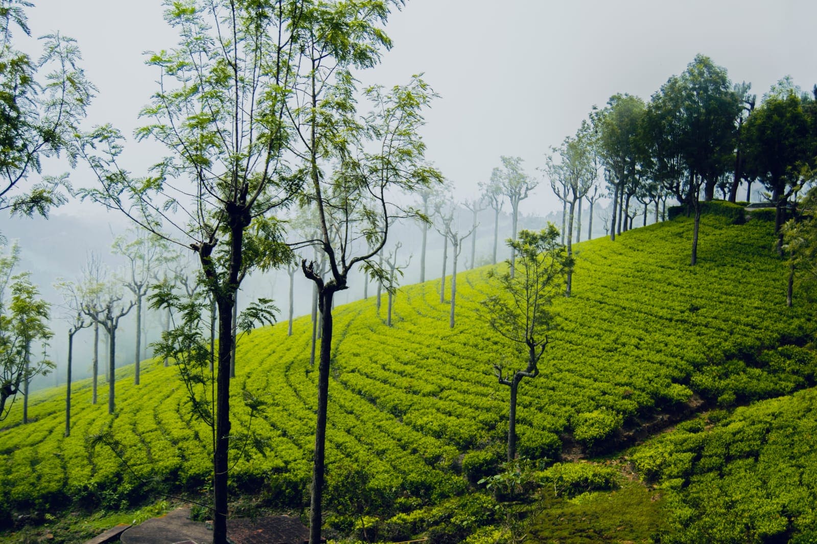 Ooty Tour Package
