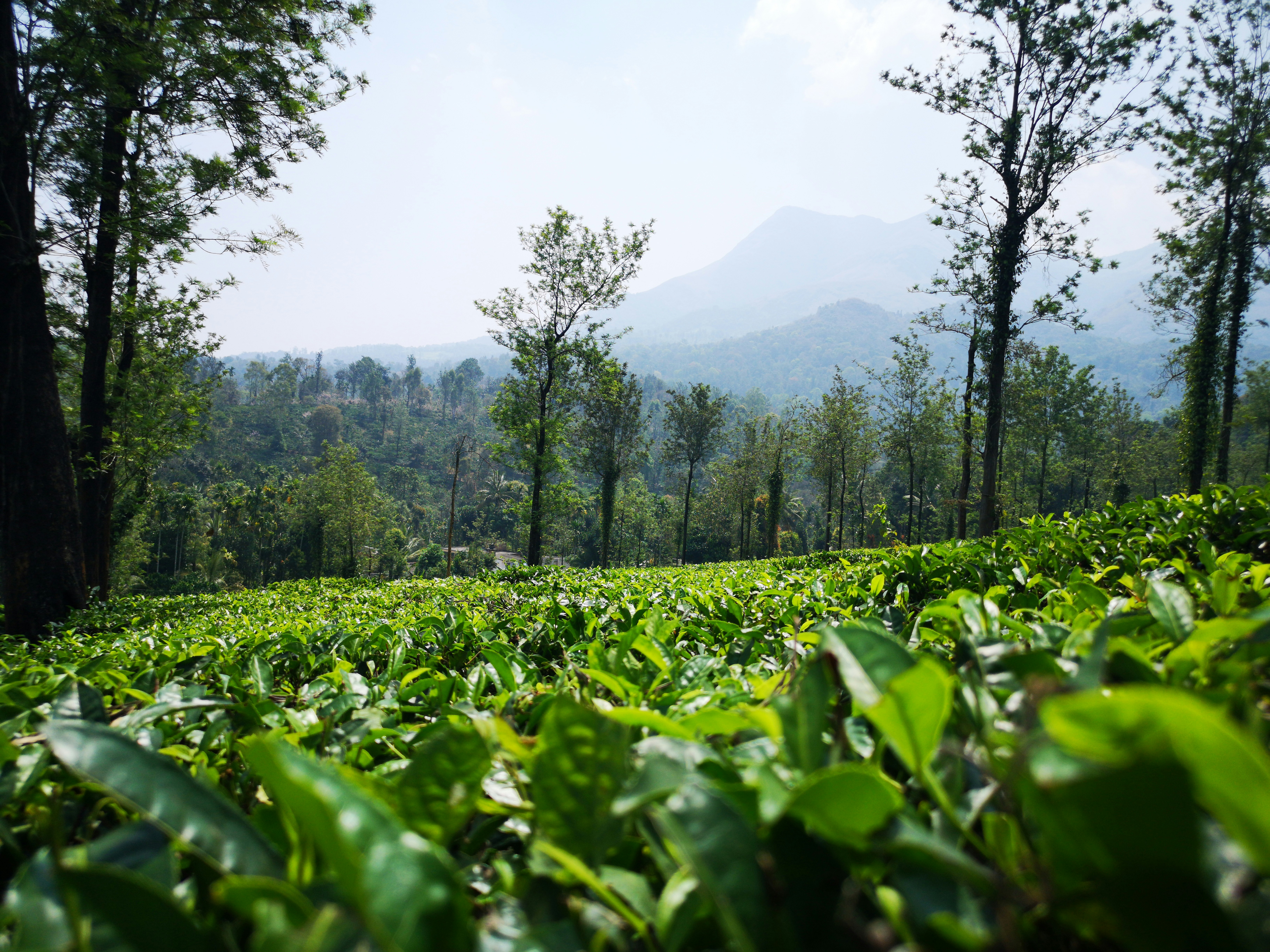 Kerala travel route